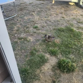 900%EF%BC%BF20250204%EF%BC%BF194518.jpg?type=w275