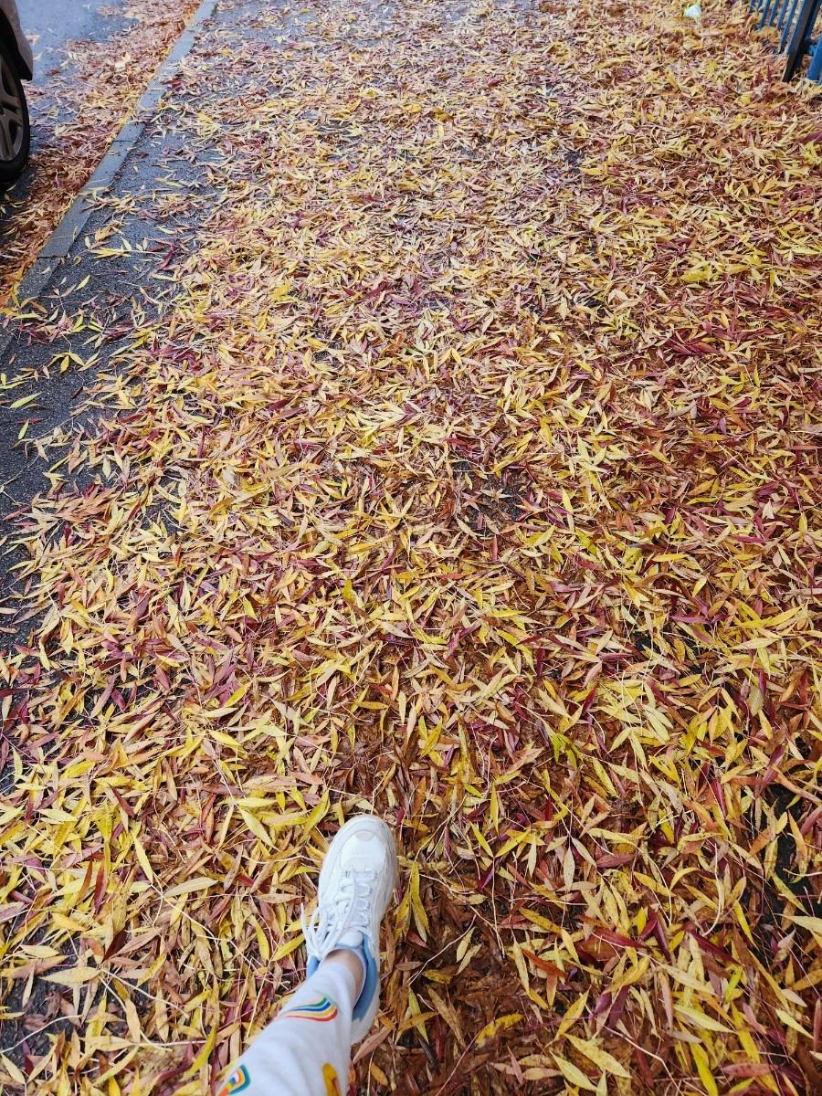 KakaoTalk_20241101_153148038_10.jpg?type=w1