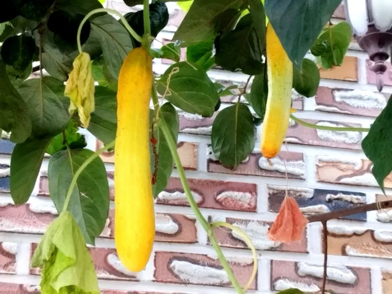 %EC%96%B4%EB%A6%B0%EC%9D%B4%EC%A7%91_%EC%98%A4%EC%9D%B4.jpg?type=w773