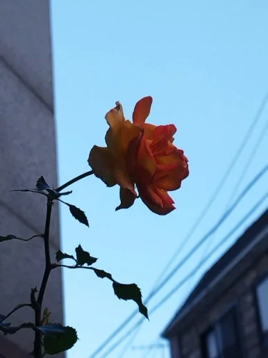 0527_%EC%9E%A5%EB%AF%B8_%ED%99%94%EA%B3%A1%EB%8F%99_%EB%B9%8C%EB%9D%BC_%EC%B4%8C.jpg?type=w386