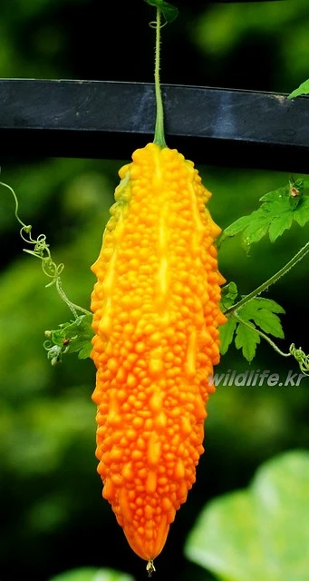 %EC%97%AC%EC%A3%BC_%EC%97%B4%EB%A7%A4.jpg?type=w773