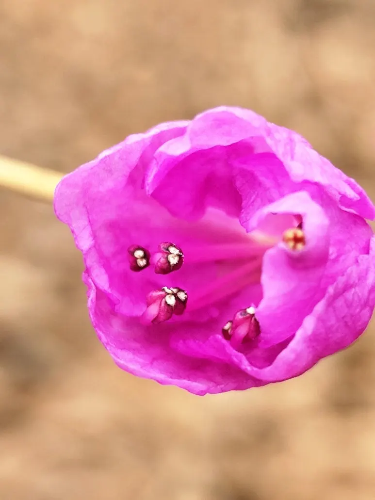 %EC%A7%84%EB%8B%AC%EB%9E%98_2025_3%EC%9B%94.jpg?type=w773