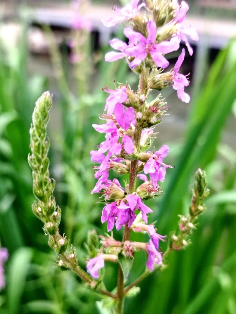 KakaoTalk_20240704_013638727.jpg?type=w773