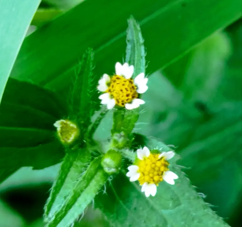 %ED%84%B8%EB%B3%84%EA%BD%83%EC%95%84%EC%9E%AC%EB%B9%84.jpg?type=w773