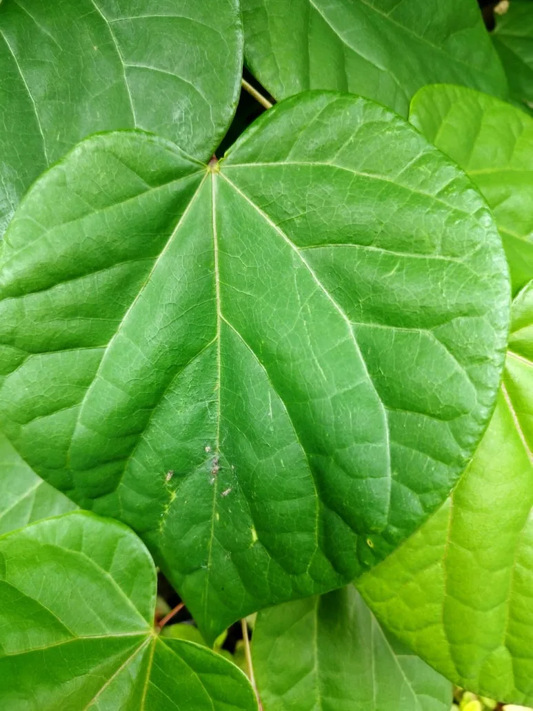 %EB%B0%95%ED%83%9C%EA%B8%B0_%EC%9E%8E%EC%82%AC%EA%B7%80.jpg?type=w773