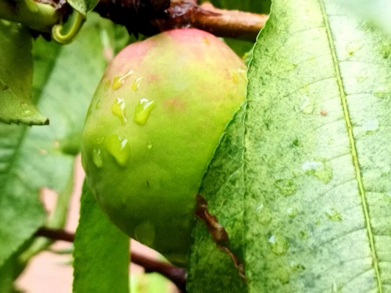 KakaoTalk_20240706_091702634.jpg?type=w773