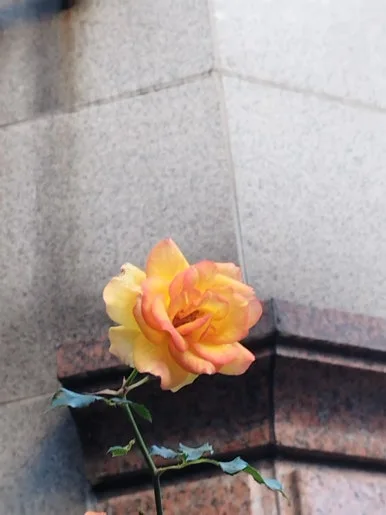 0527_%EC%9E%A5%EB%AF%B8_2.jpg?type=w386