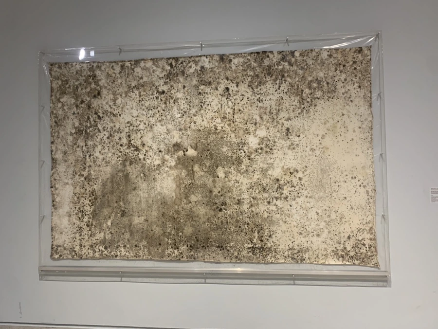 IMG_1347.jpg?type=w966