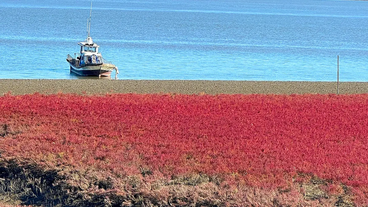 incheon-ganghwa-seokmodo-suaeda-japonica-tidal-2.webp
