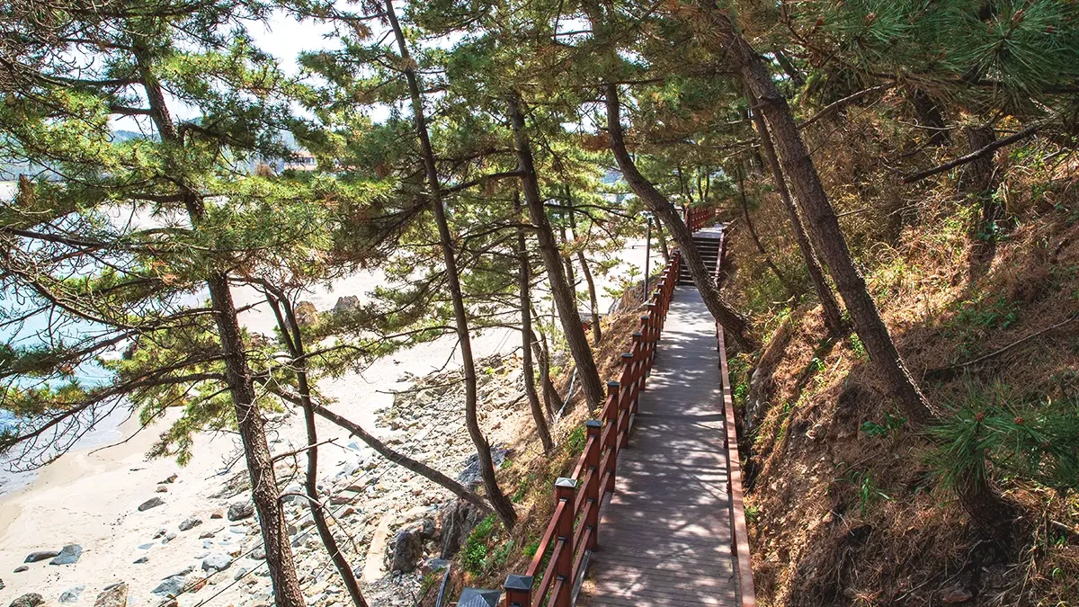 samcheok-deokbongsan-coastal-trail-guide5.webp