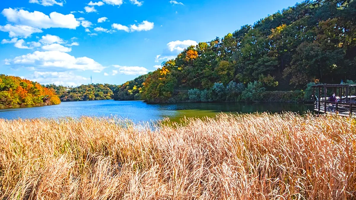 ulsan-seonam-lake-park-autumn4.webp