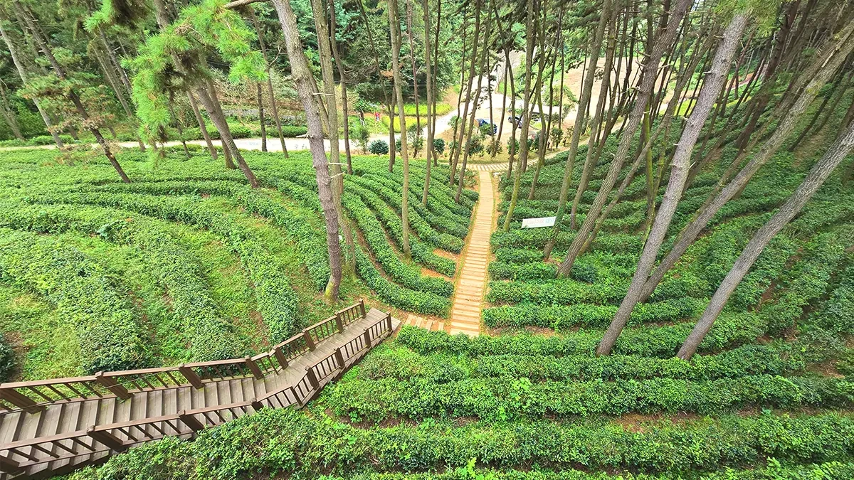 iksan-forest-culture-center-serene-tea-plantation3.webp