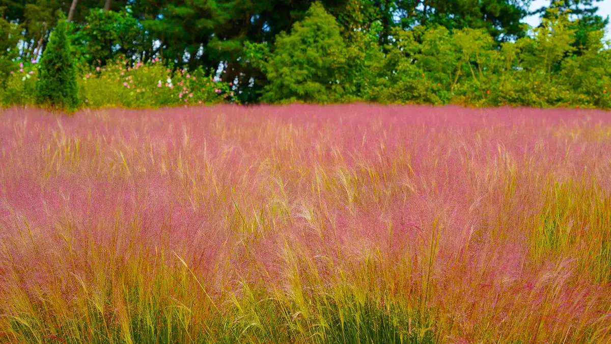 cheongsan-arboretum-taean-pampas-pink-muhly-1.webp