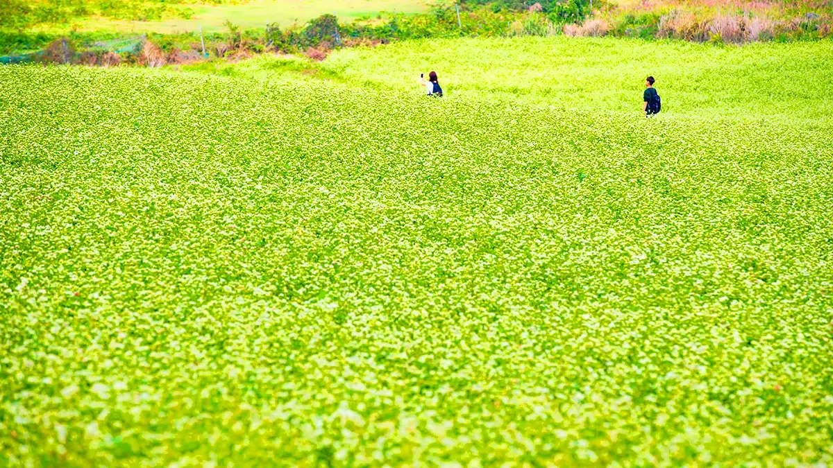 jeju-ora-dong-buckwheat-festival-4.webp