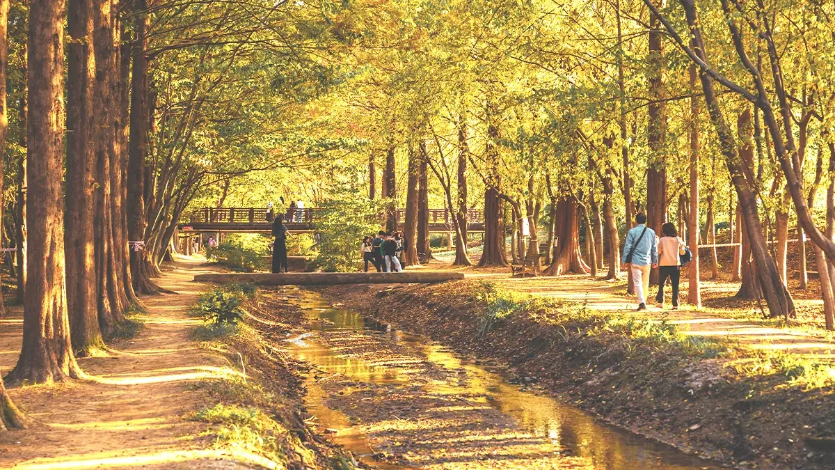 gyeongbuk-millennium-forest-garden-autumn-foliage3.webp