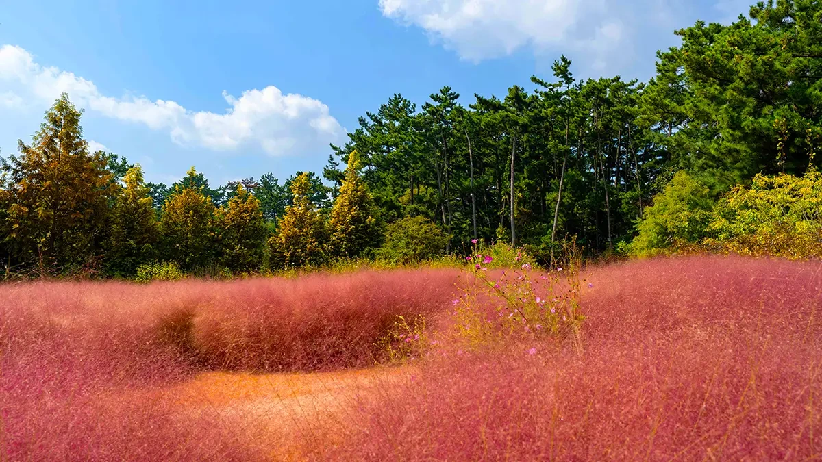 cheongsan-arboretum-taean-pampas-pink-muhly-4.webp