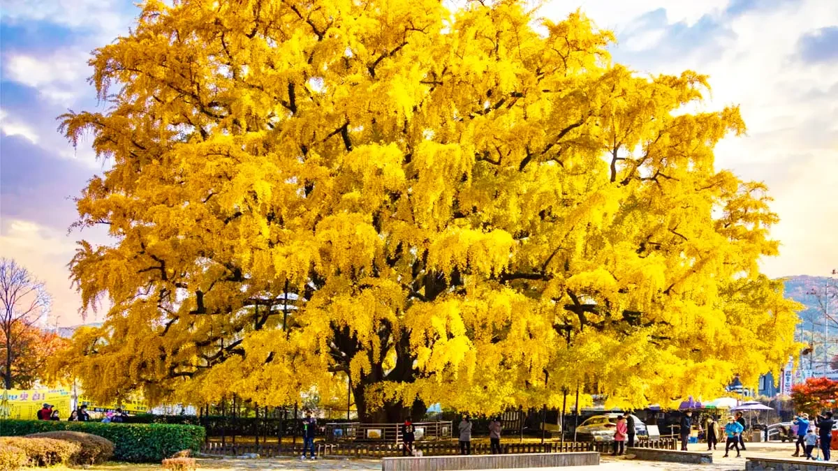 jangsu-dong-ginkgo-tree-autumn1.webp