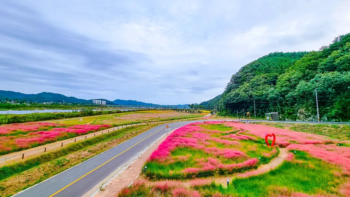 goryeong-daegaya-eobuksil-autumn-flowers-5.webp