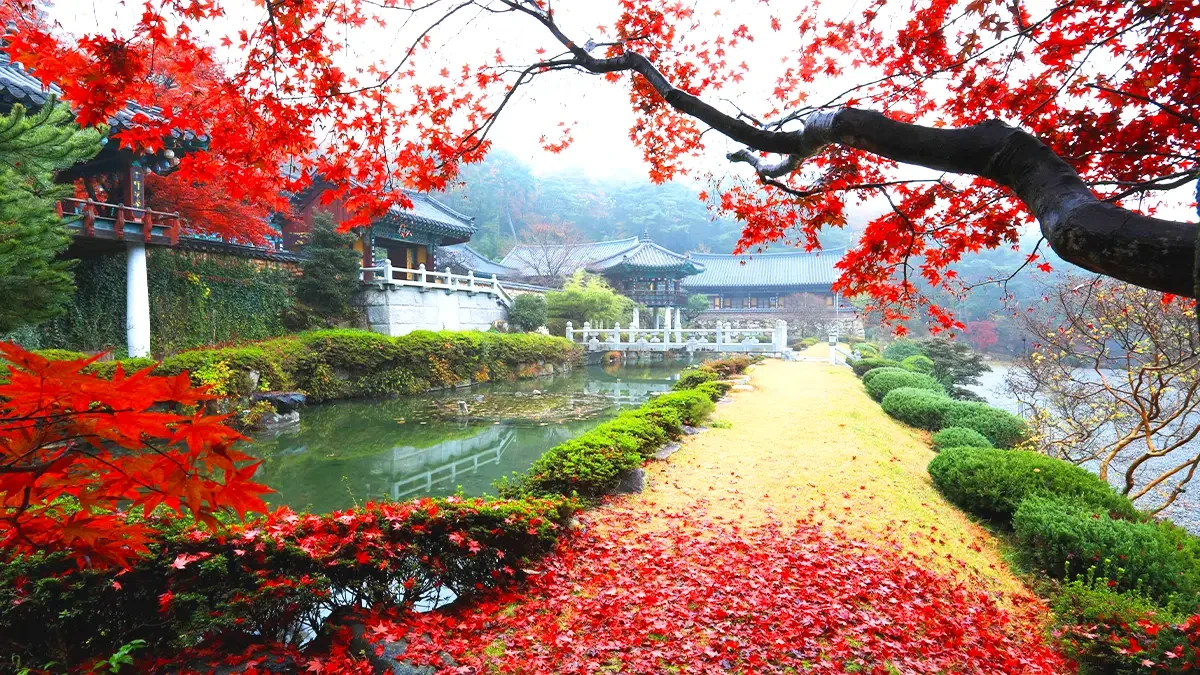 yangsan-tongdosa-autumn-leaves1.webp