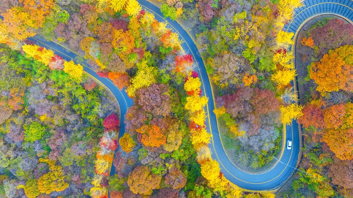 jeoksangsan-autumn-drive1.webp