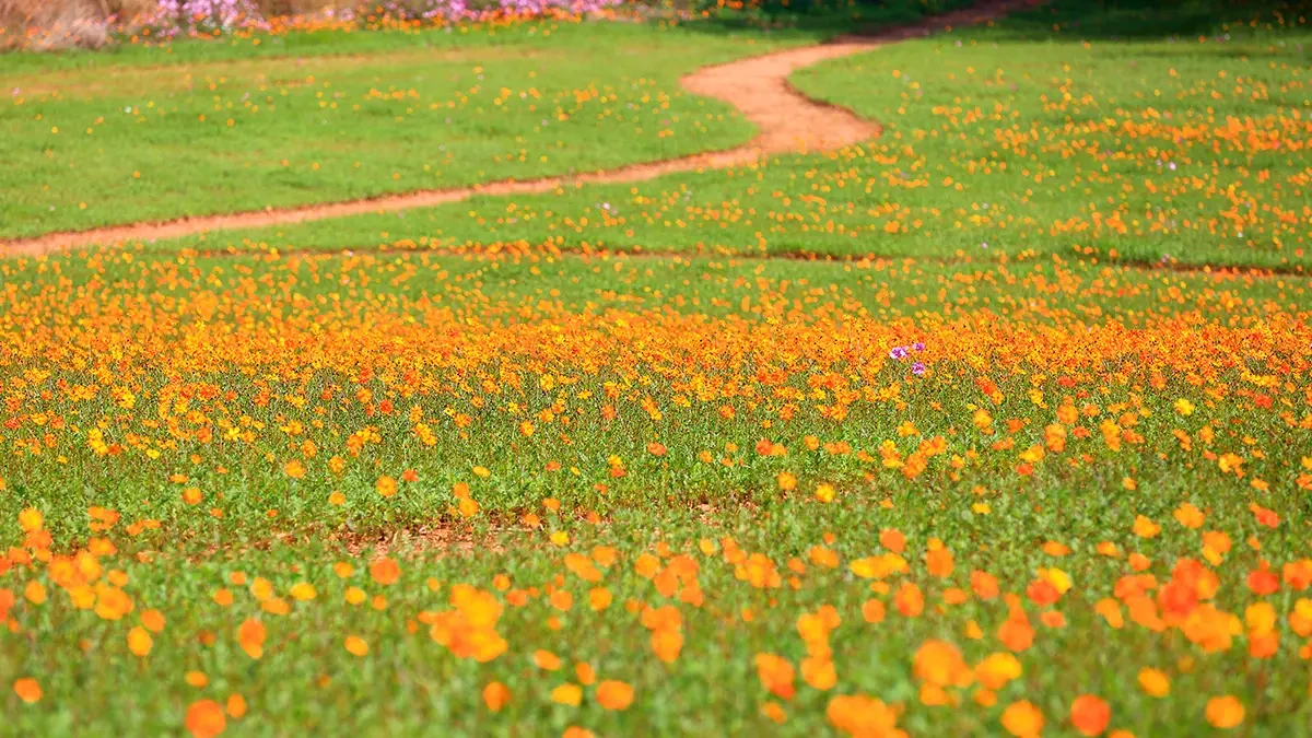 anseong-farmland-flower2.webp