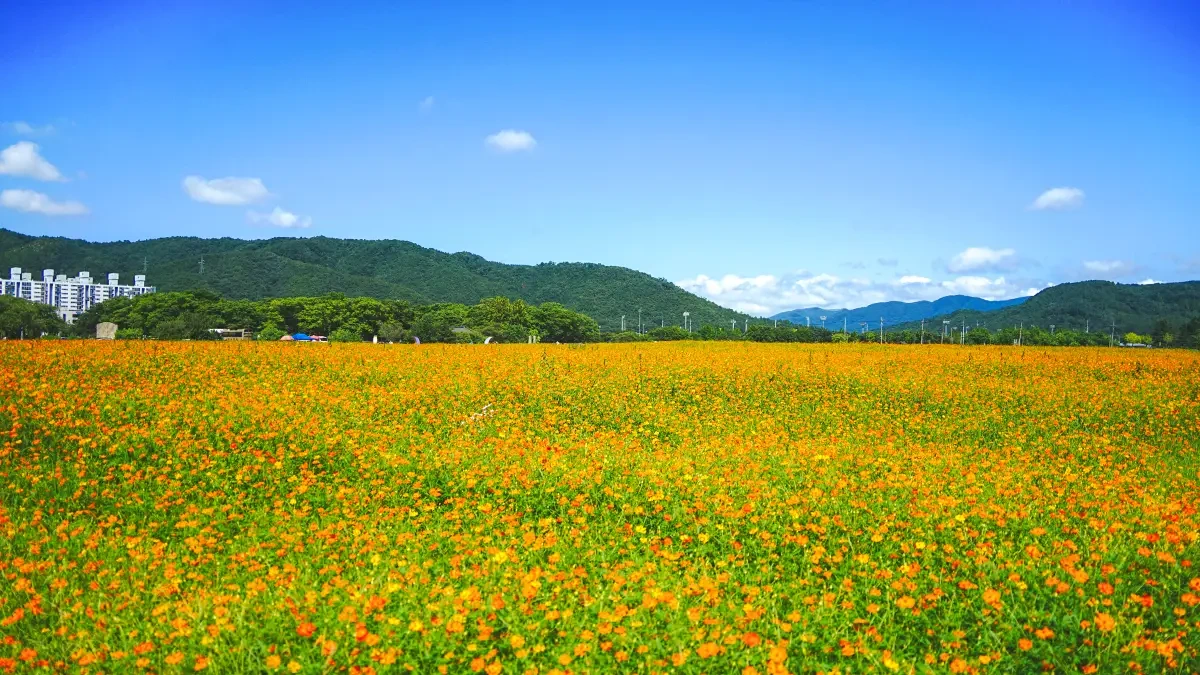 gyeongju-bunhwangsa-temple-cosmos3.webp
