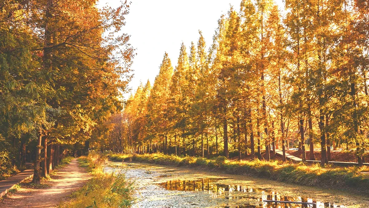 gyeongbuk-millennium-forest-garden-autumn-foliage4.webp