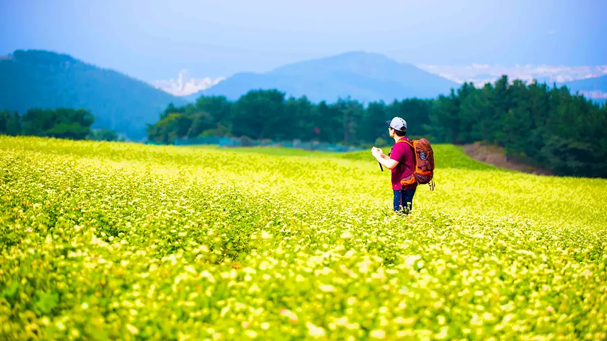 jeju-ora-dong-buckwheat-festival-5.webp