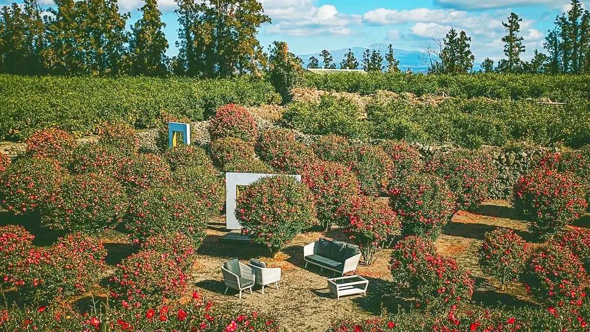 manor-blanc-jeju-camellia-sanbangsan-garden6.webp