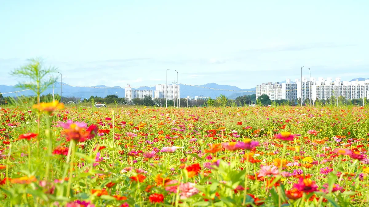 chungju-tangeum-park-zinnia5.webp