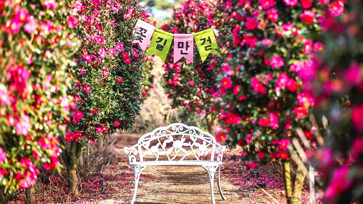 manor-blanc-jeju-camellia-sanbangsan-garden1.webp