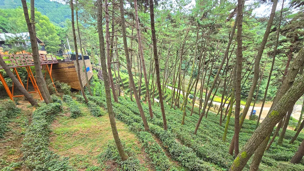 iksan-forest-culture-center-serene-tea-plantation1.webp