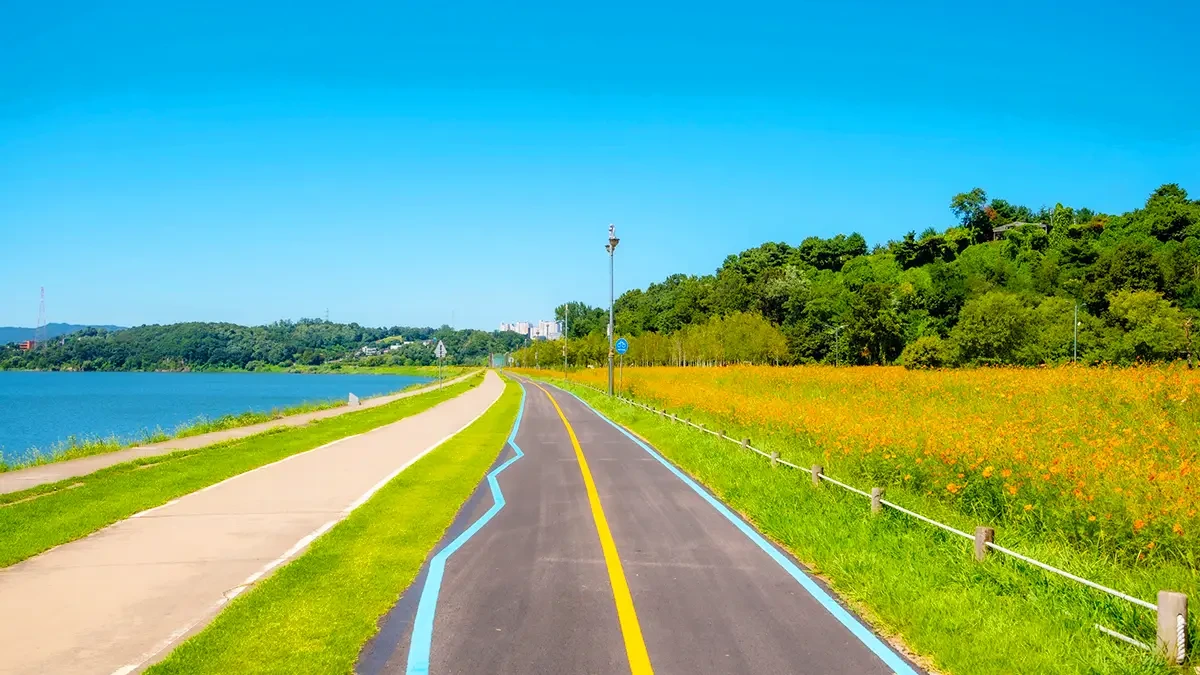 namyangju-hangang-park-sampae-yellow-cosmos-4.webp