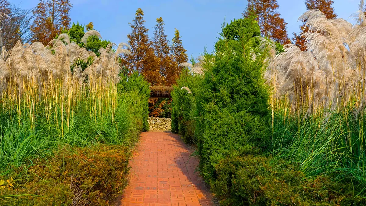 cheongsan-arboretum-taean-pampas-pink-muhly-2.webp