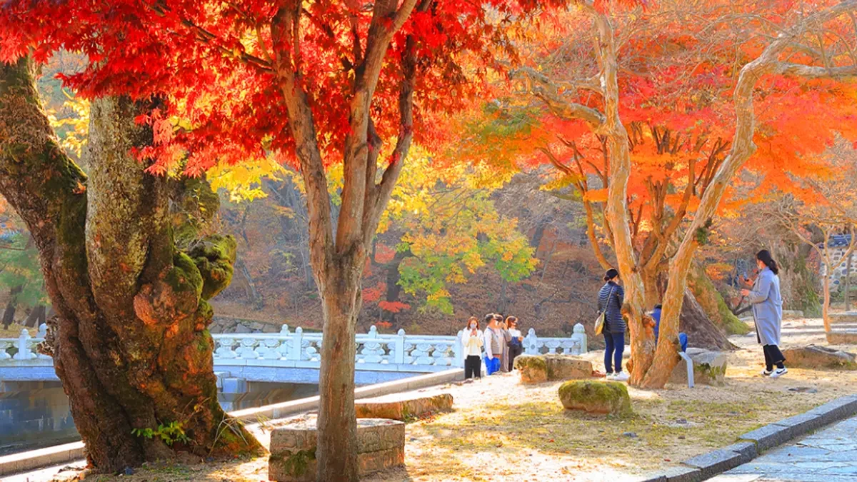 yangsan-tongdosa-autumn-leaves5.webp