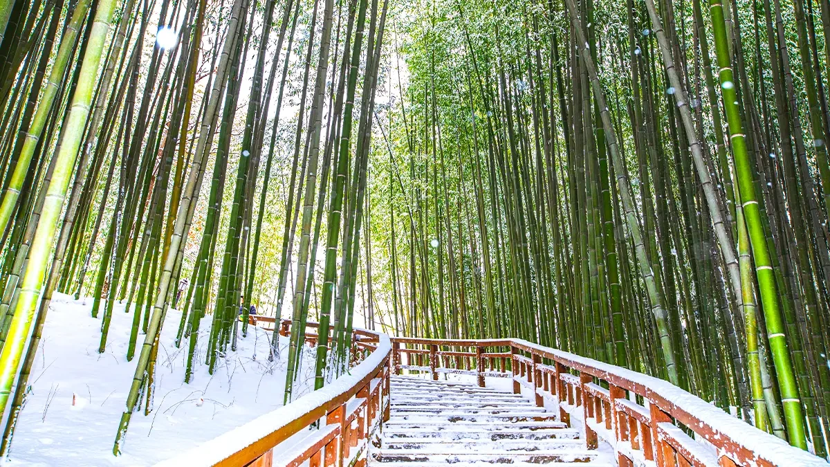 damyang-juknokwon-winter-bamboo-snow5.webp