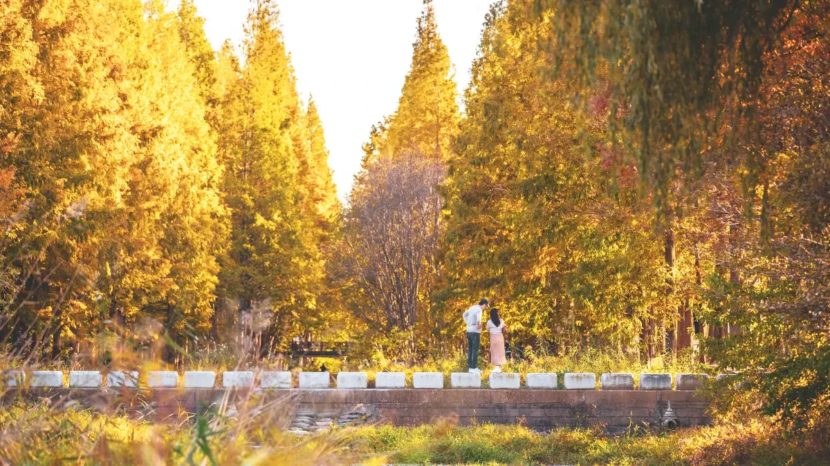 gyeongbuk-millennium-forest-garden-autumn-foliage1.webp