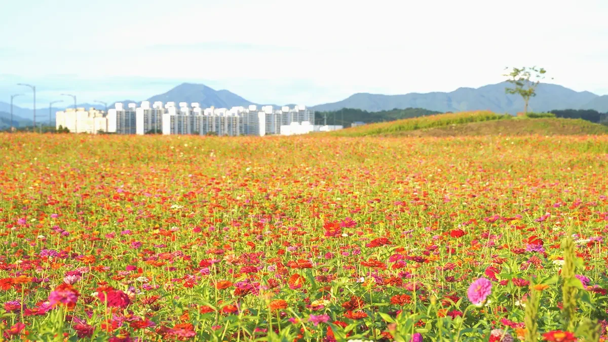 chungju-tangeum-park-zinnia3.webp