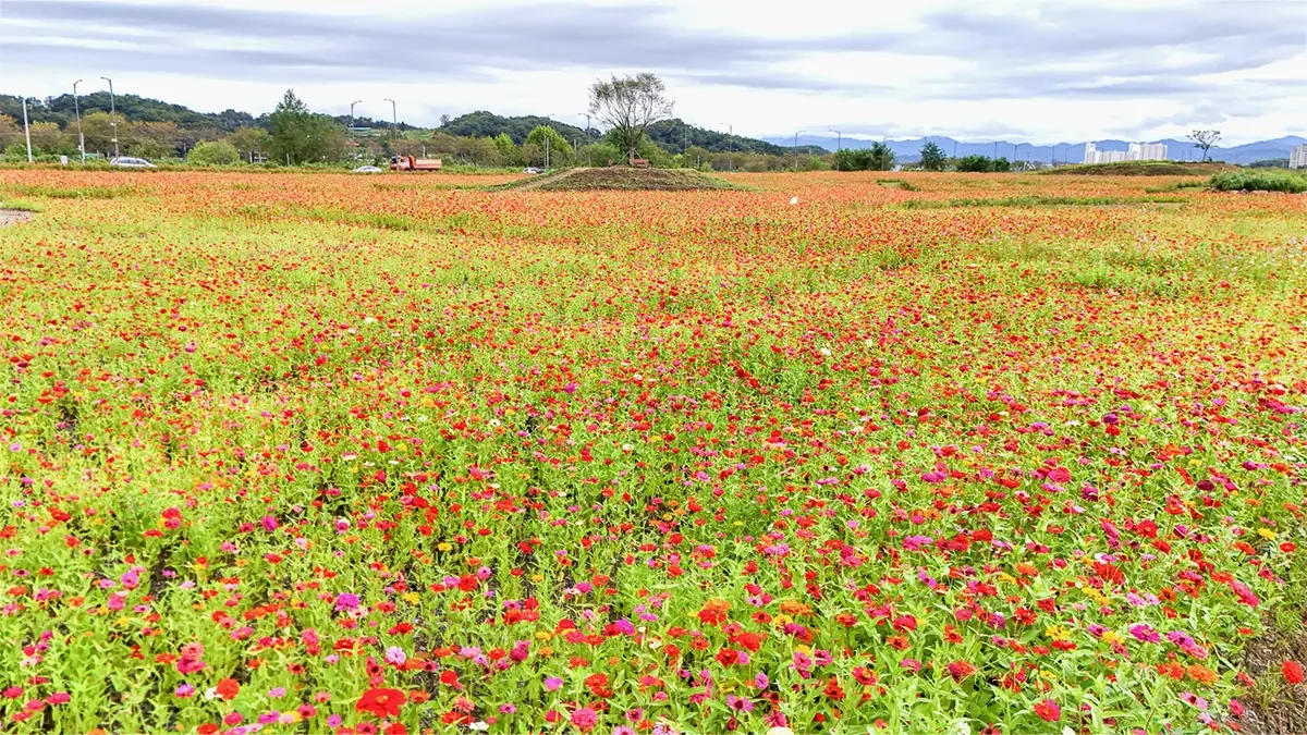 chungju-tangeum-park-zinnia2.webp