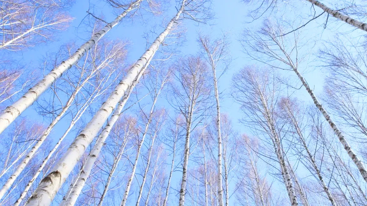 inje-wondae-birch-forest-winter-hike1.webp