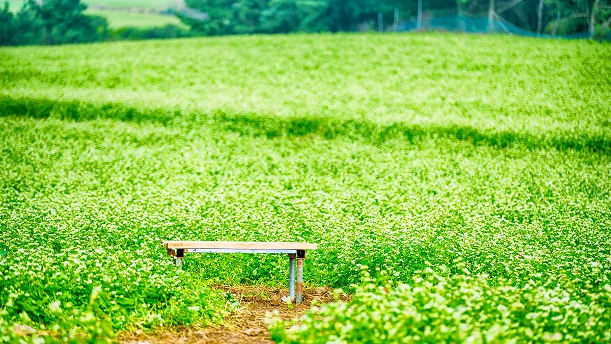 jeju-ora-dong-buckwheat-festival-3.webp