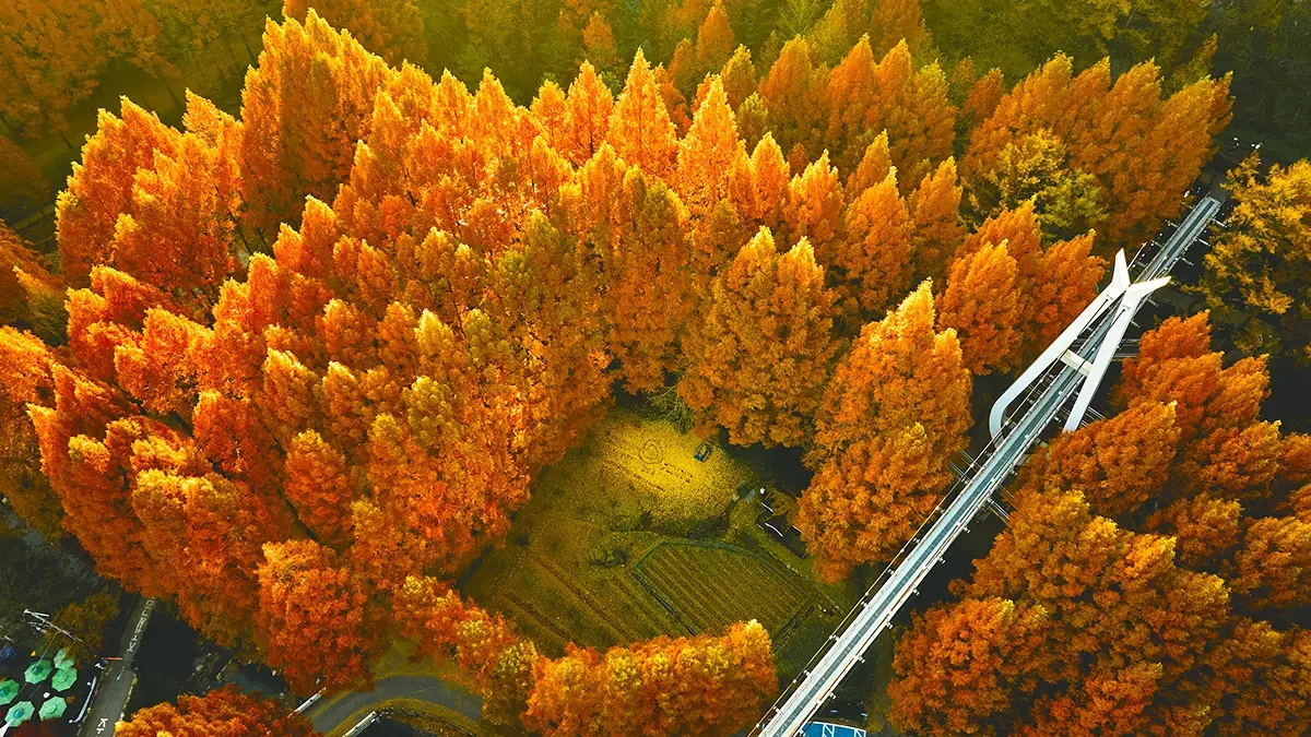 daejeon-jangtaesan-forest-metasequoia-autumn-1.webp