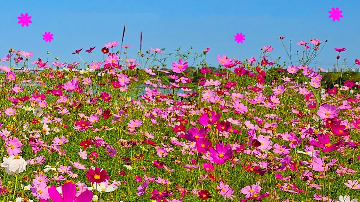 naju-yeongsan-river-cosmos-festival-5.webp