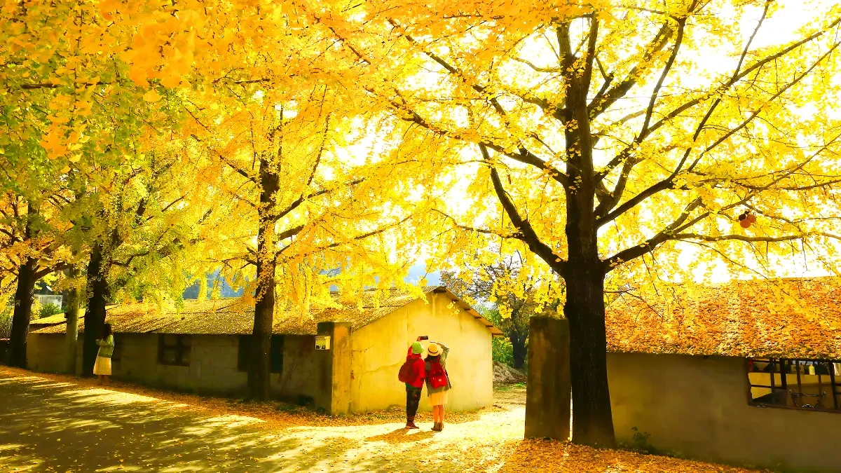 uidong-ginkgo-tree-road-autumn2.webp
