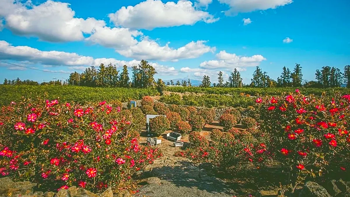 manor-blanc-jeju-camellia-sanbangsan-garden5.webp