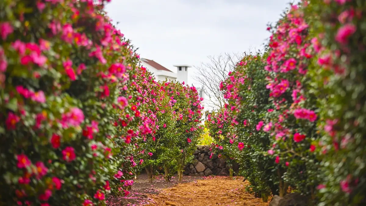 manor-blanc-jeju-camellia-sanbangsan-garden4.webp