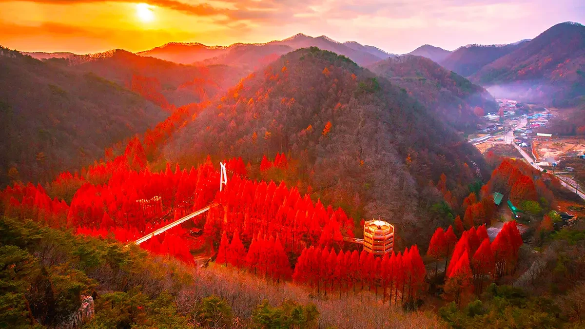 daejeon-jangtaesan-forest-metasequoia-autumn-7.webp