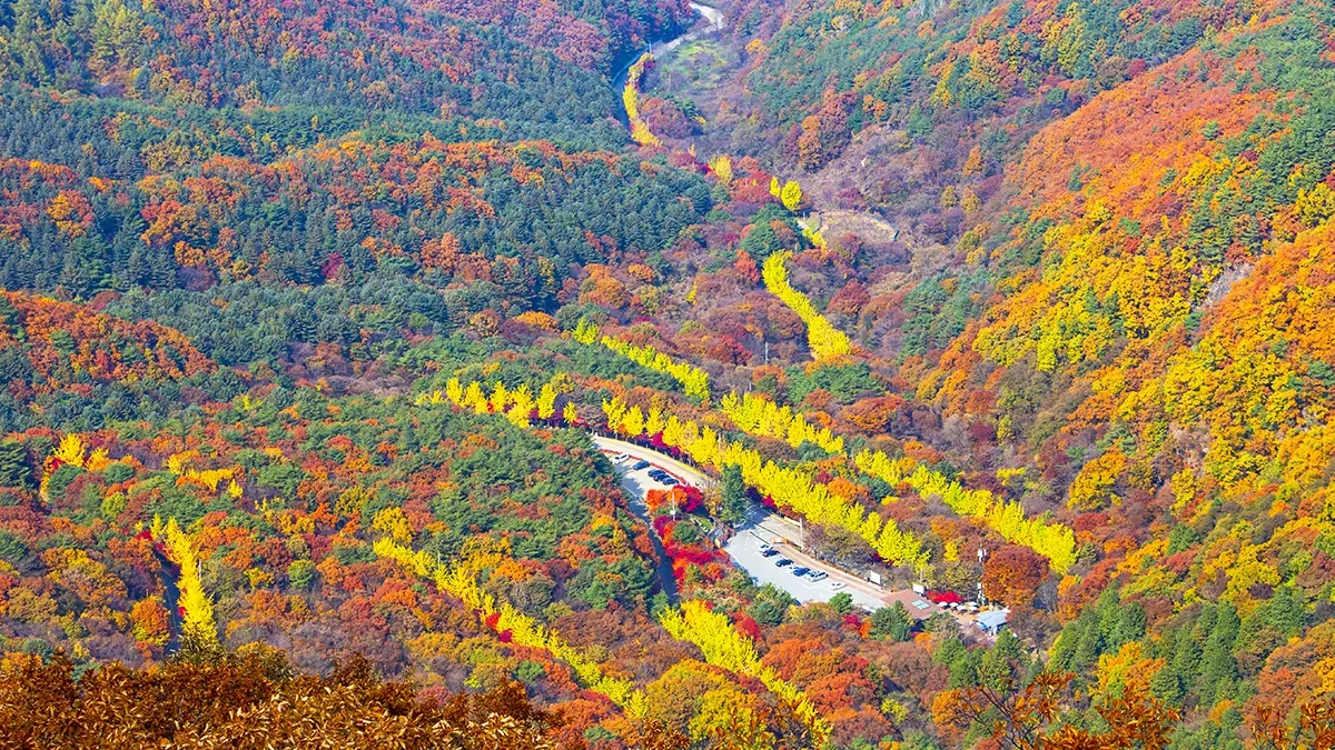 jeoksangsan-autumn-drive3.webp