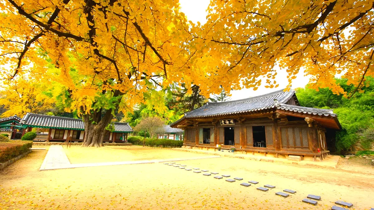 jeonju-hyanggyo-autumn-leaves4.webp
