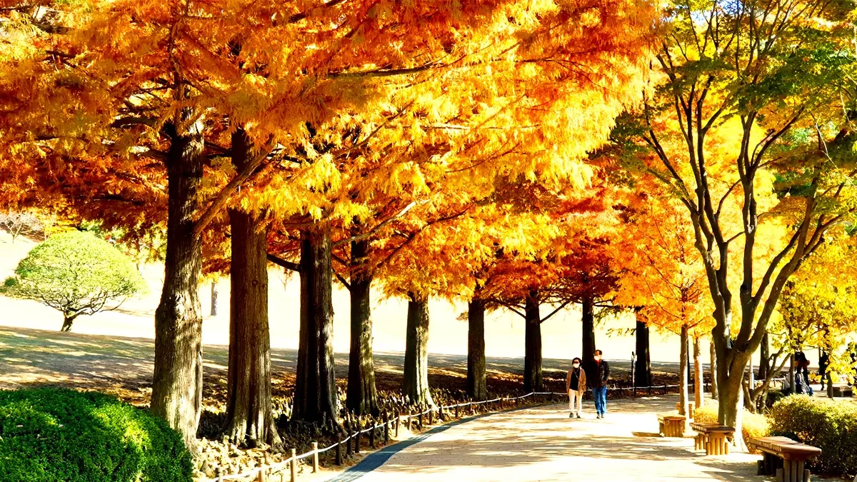 cheongnamdae-autumn2.webp